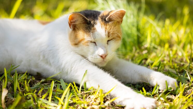 Cats Did Not Follow Farmers to Europe They Followed Gods