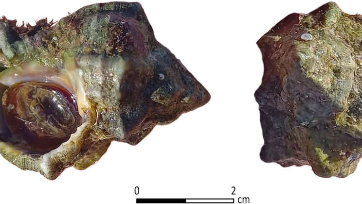 Archaeologists Discover Ancient Industrial Center for Prized Tyrian Purple Dye