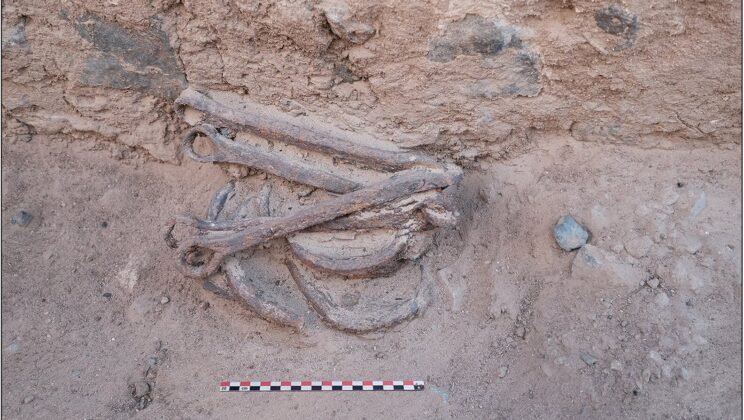 Ancient Egyptian Gold Mine Reveals Dark Secret of Forced Labor