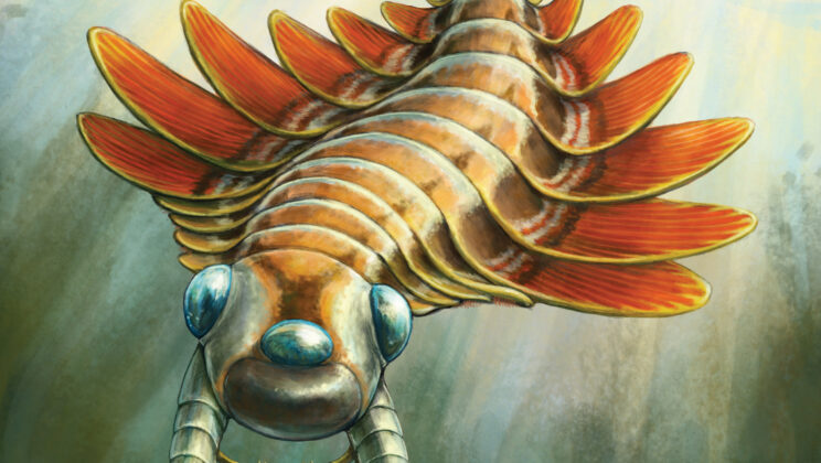 New Radiodont Species Mosura fentoni Discovered in the Burgess Shale