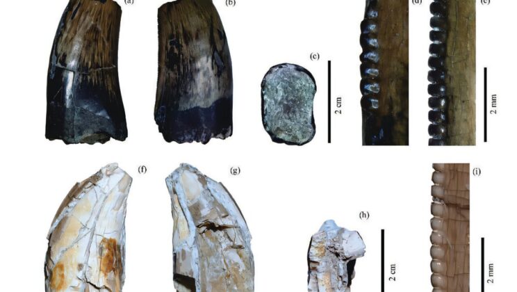 Late Cretaceous Dinosaur Teeth Discovered in Northeast China’s Nenjiang Formation