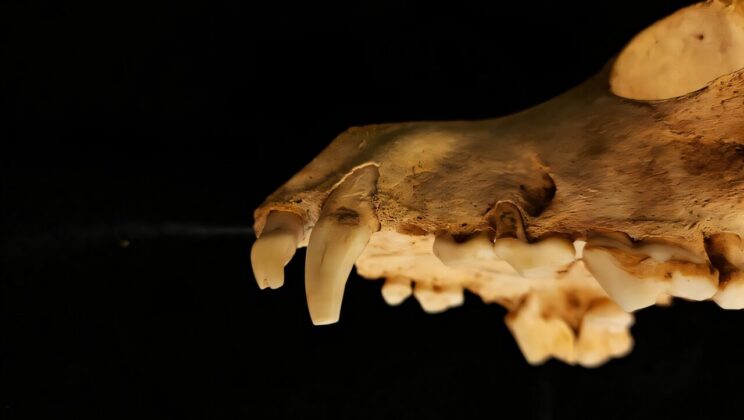 Ancient Dog Burial Pit Unearths a Roman Ritual Mystery in Surrey