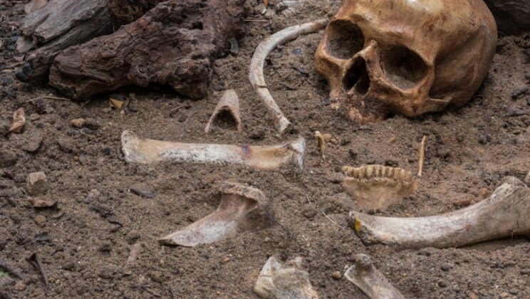 The Unanswered Questions Hiding in Ancient Bones