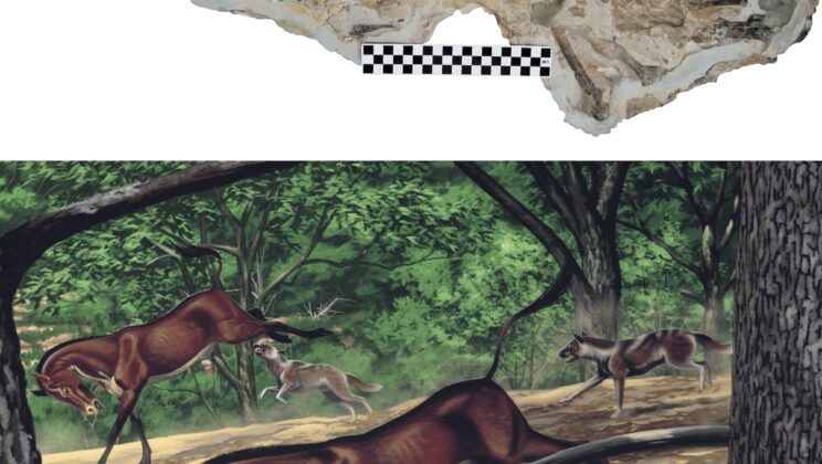 For more than a century this ancient dog looked like it should have run across open ground, but when its missing skeleton finally emerged it told the story of a patient ambush hunter that hid before it struck