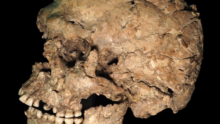 A narrow slash across the jaw of a 90,000-year-old human skeleton seemed easy to overlook, but modern scans revealed that the wound cut through both bone and tooth—and that the person survived long enough for the injury to begin healing