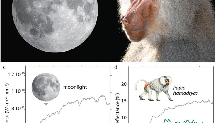 Long before anyone measured moonlight, ancient Egyptians chose a silver-gray baboon to embody their moon god, and now its shimmering fur appears to carry the same light that inspired a civilization