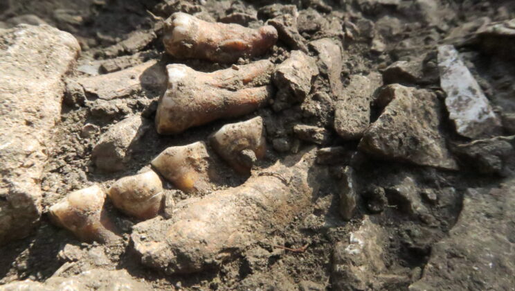 Long after most late Neanderthals were exchanging genes across Europe, one small community appears to have remained genetically isolated for roughly 50,000 years until the very end
