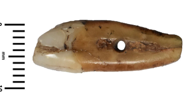 More than 6,500 years ago, someone turned a human canine into a pendant