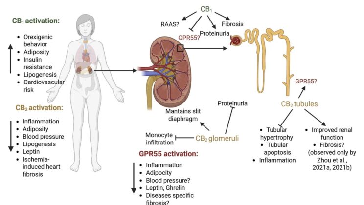 Long before chronic kidney disease forces people onto dialysis, the kidneys’ microscopic filters may already be responding to an unexpected internal cannabinoid signaling network that can either accelerate damage or help tissues recover—yet the deeper scientists look, the less this biological system behaves like the simple on-and-off switch they once imagined