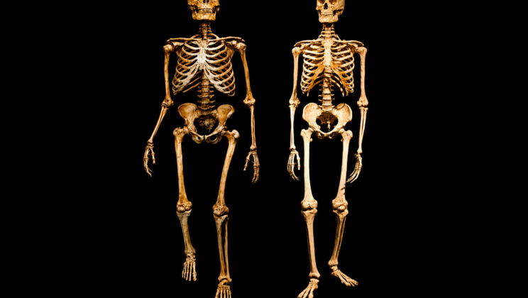 When modern humans and Neanderthals interbred, thousands of slightly harmful genetic variants may have crossed into our ancestors alongside the DNA that still survives in people today