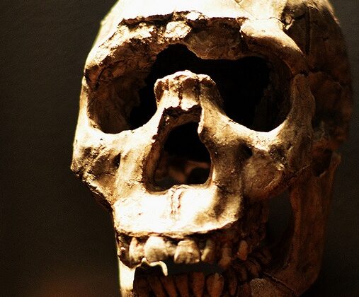 Why did some pieces of Neanderthal DNA slowly disappear while others endured for tens of thousands of years? A genome-wide search suggests the answer may lie in thousands of genetic variants so weak that almost none mattered much on their own