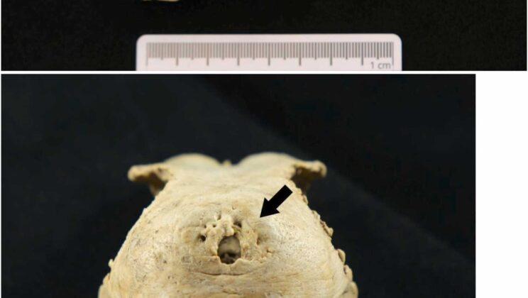17th-century goose skulls show people were breeding birds with feathered crests