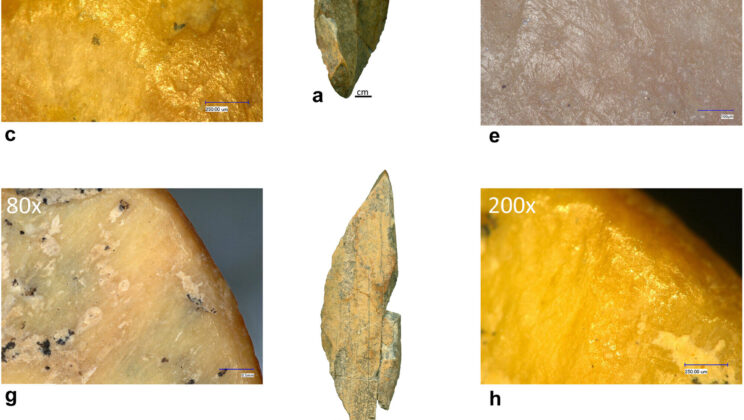 Neanderthals turned overlooked bone fragments into tools for sharpening, scraping and wedging