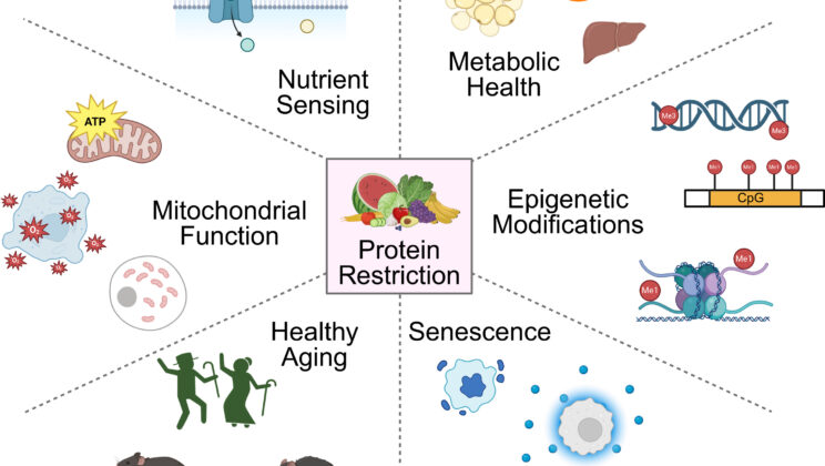 As grocery shelves fill with protein-packed foods and millions of people deliberately eat more protein for healthier aging, scientists are uncovering evidence that cutting back on protein—or even limiting just a few specific amino acids—may switch on many of the same biological programs that calorie restriction has long been known to activate