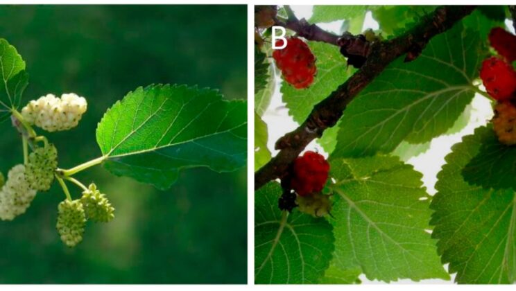 The way mulberry is processed can determine how its compounds interact with gut bacteria