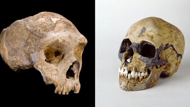 Long before modern humans permanently settled Europe, small groups may have kept entering Neanderthal territory, disappearing, and returning again, leaving behind scattered genetic and archaeological traces that are only now beginning to fit together