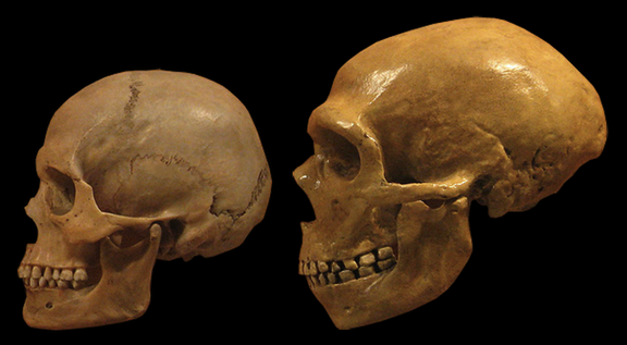 Europe once carried more Neanderthal DNA than Asia, but a later wave of early farmers quietly reversed that ancient genetic pattern