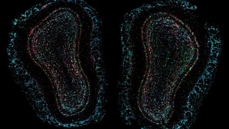 Why do certain childhood smells stay so vivid for decades? This study followed one pleasant scent from early life and found that every familiar encounter seemed to keep the memory alive even as the brain quietly handed it from one neural network to another over time