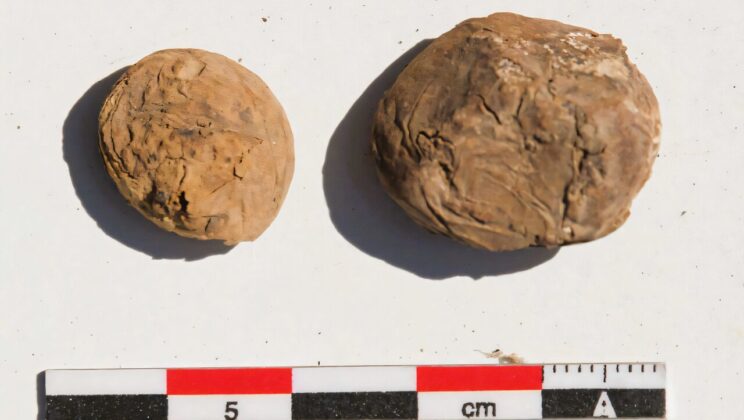 These 500-year-old potatoes survived inside an Inca storage jar