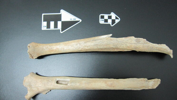 Inside a cave near present-day Beijing, the bones of a person who lived about 40,000 years ago preserved just enough DNA to reveal that the ancestors of present-day Europeans and Asians had already begun following different evolutionary paths