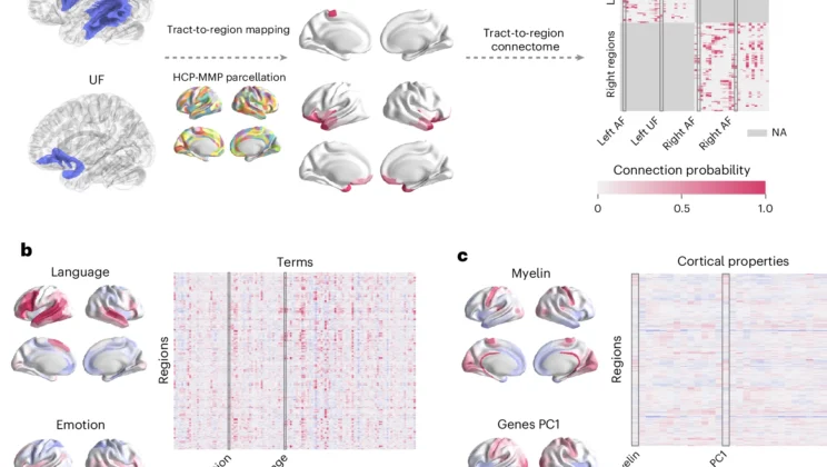 White matter tracts that span more of the brain’s hierarchy connect more biologically different regions and support a wider range of cognitive functions
