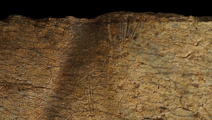 1.6 million years ago, early humans carried the meatiest leg bones away from kill sites