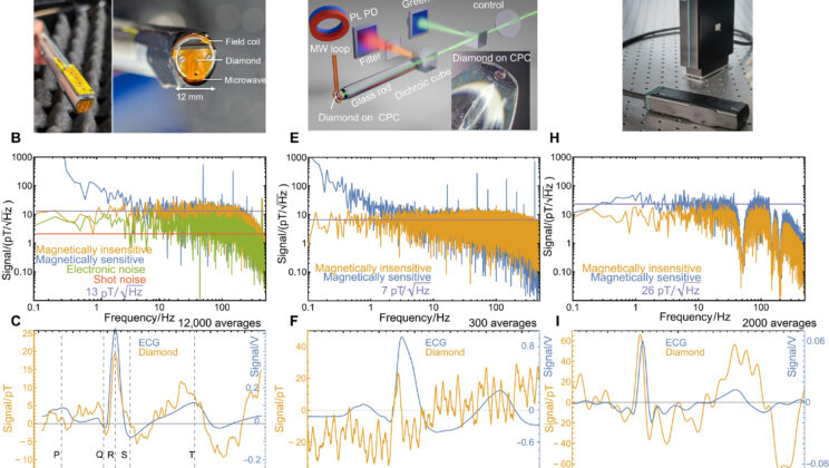 Tiny diamond sensors detected the heart’s faint magnetic field from about a centimeter away, but only after thousands of heartbeats were averaged to separate the signal from noise