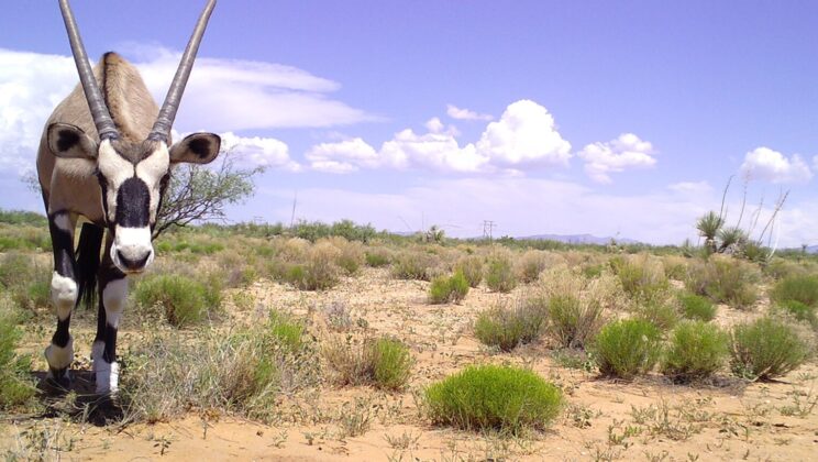 Climate change could connect isolated patches of suitable habitat and help South African gemsbok spread farther across the American Southwest by 2100